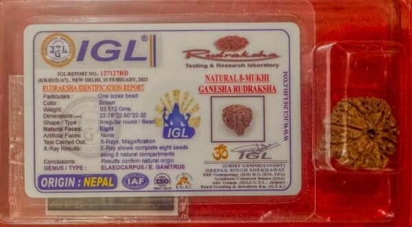 8 Mukhi Ganesh Rudraksha - Full Seed (WYSIWYG) Super Rare