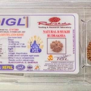 8 Mukhi Rudraksha - Full Seed (WYSIWYG) Super Rare