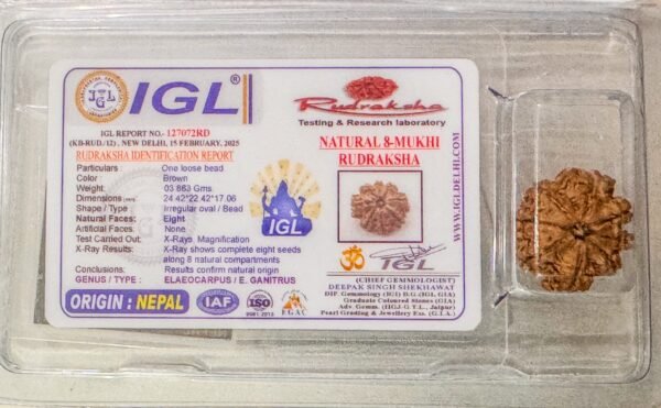 8 Mukhi Rudraksha - Full Seed (WYSIWYG) Super Rare