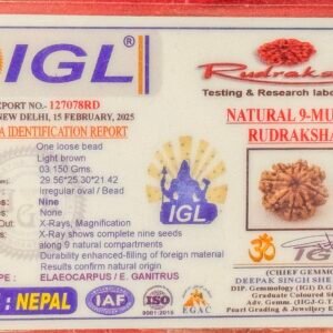 9 Mukhi Rudraksha - Full Seed(WYSIWYG) Super Rare