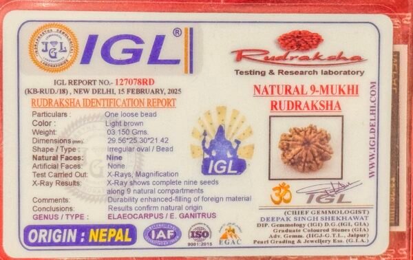 9 Mukhi Rudraksha - Full Seed(WYSIWYG) Super Rare