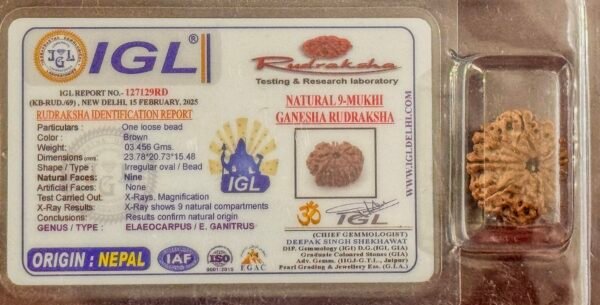 9 Mukhi Ganesh Rudraksha (WYSIWYG)
