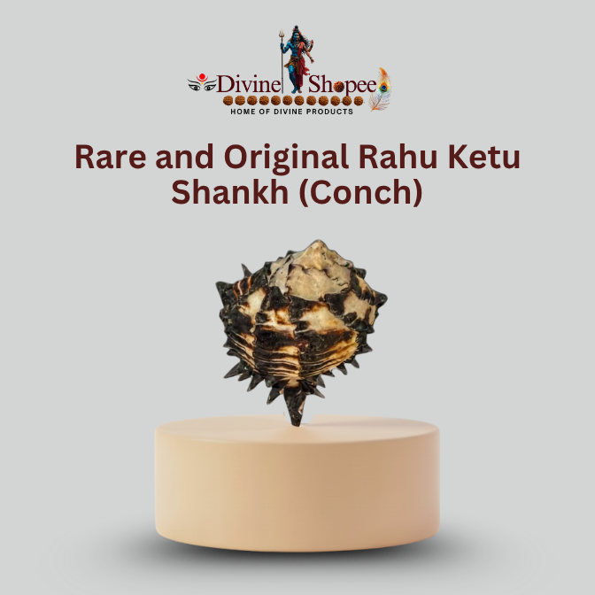 Original Rahu Ketu Shankh