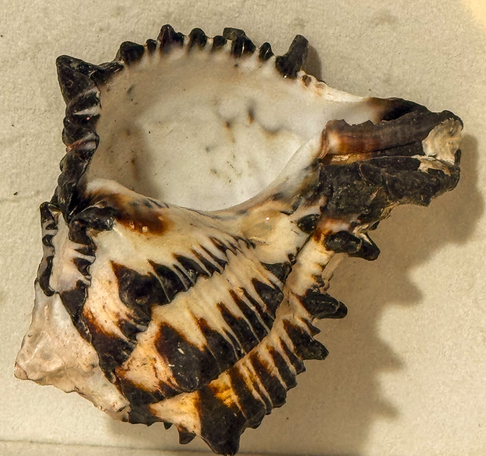 Rare and Original Rahu Ketu Shankh (Conch) - Image 3