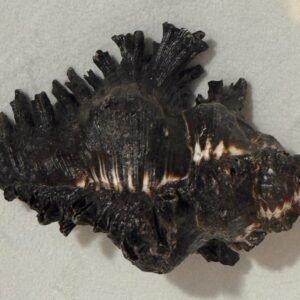 Rare and Original Shani Shankh / Kachhap Shankh (Conch)