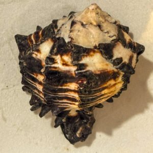 Rare and Original Rahu Ketu Shankh (Conch)