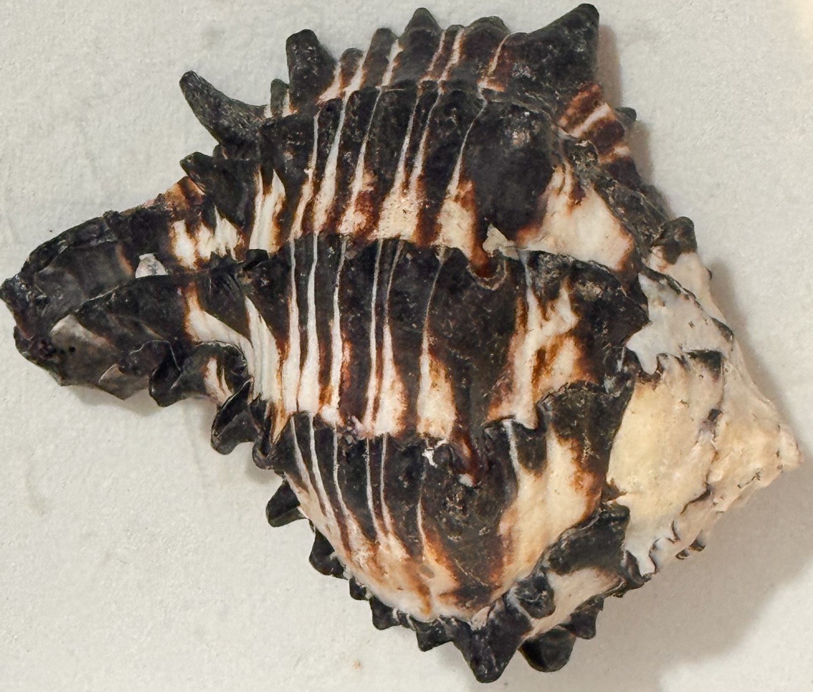 Rare and Original Rahu Ketu Shankh (Conch) - Image 2