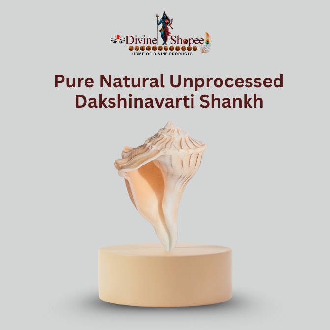 Pure Natural Unprocessed Dakshinavarti Shankh