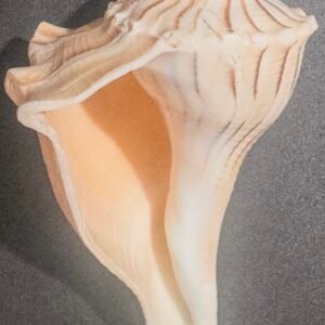 Pure Natural Unprocessed Dakshinavarti Shankh