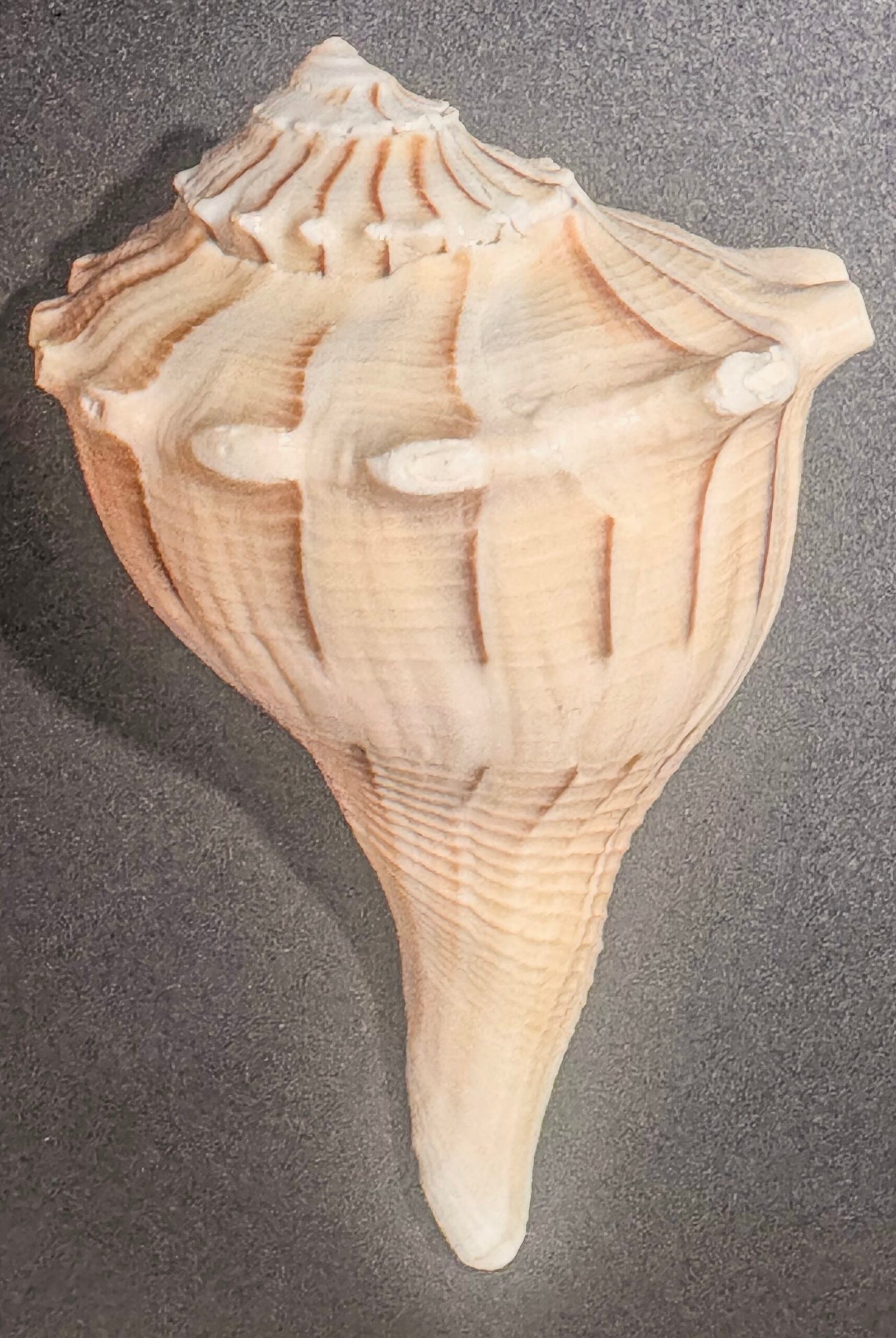 Pure Natural Unprocessed Dakshinavarti Shankh - Image 2