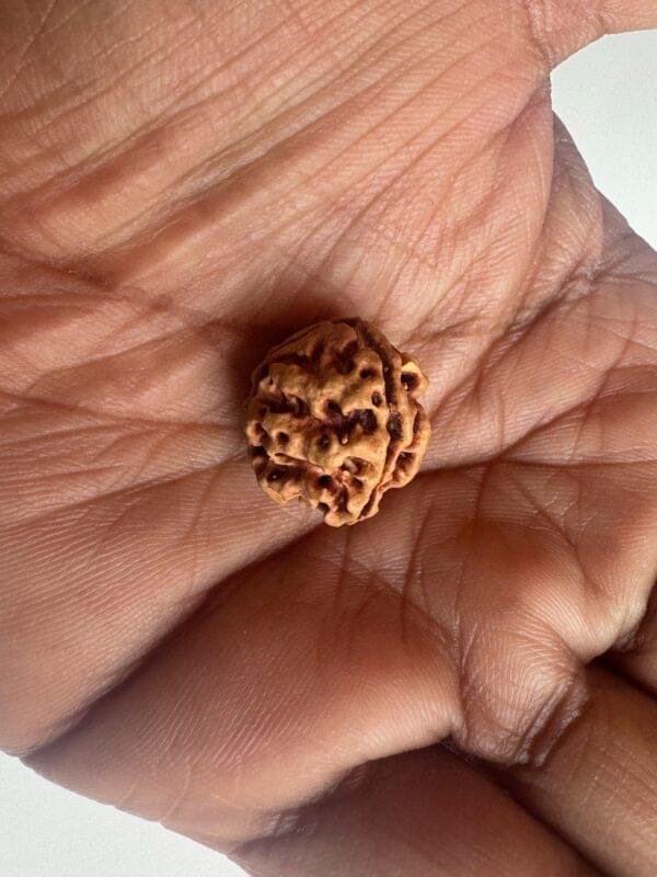 3 Mukhi Rudraksha(WYSIWYG) - Image 2