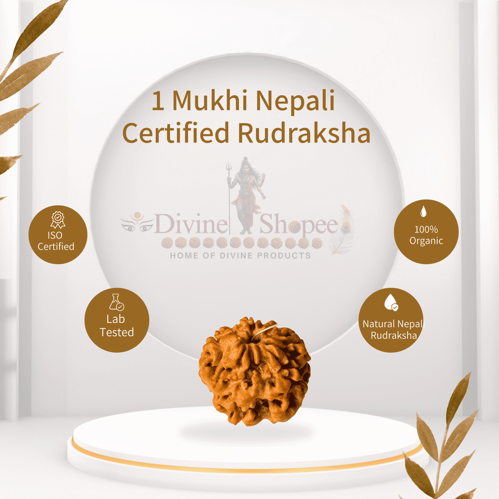 1 Mukhi rudraksha