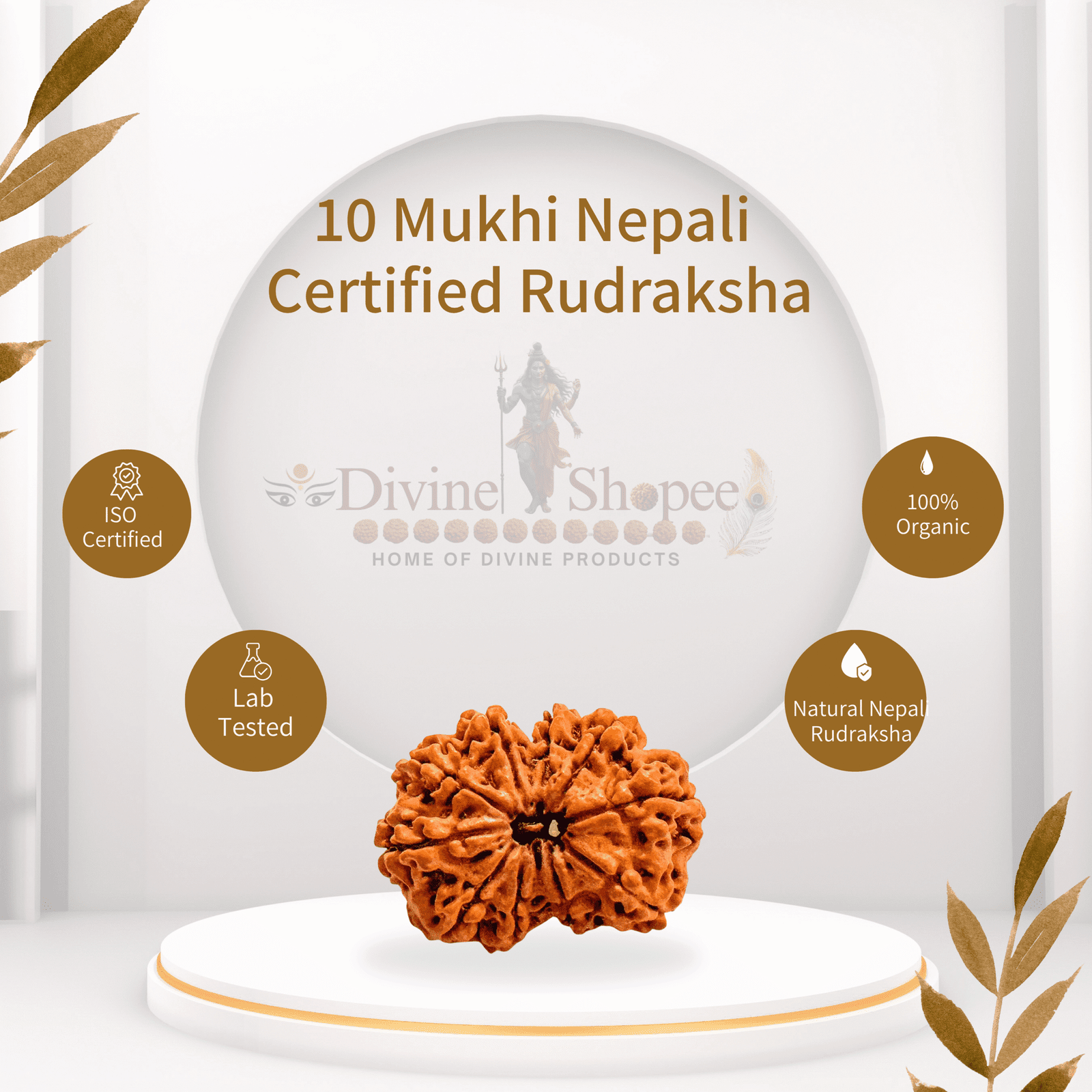 10 mukhi Rudraksha