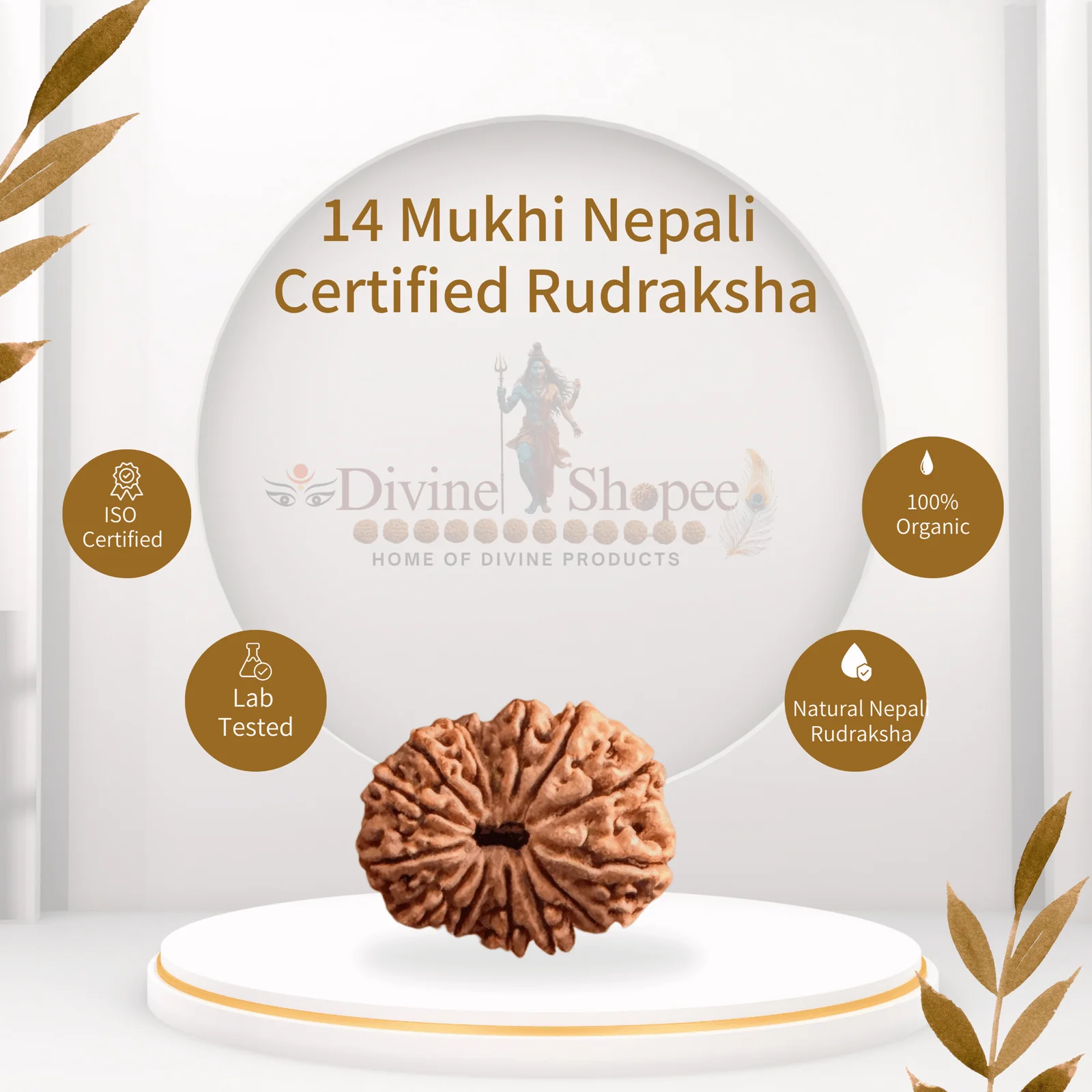 14 mukhi Rudraksha
