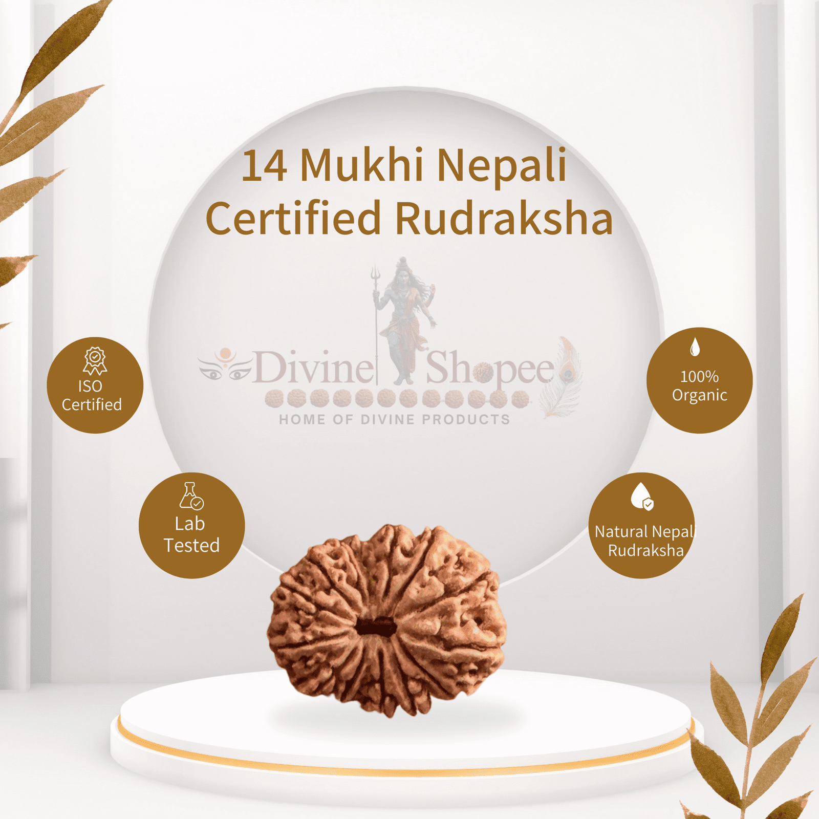 14 mukhi Rudraksha
