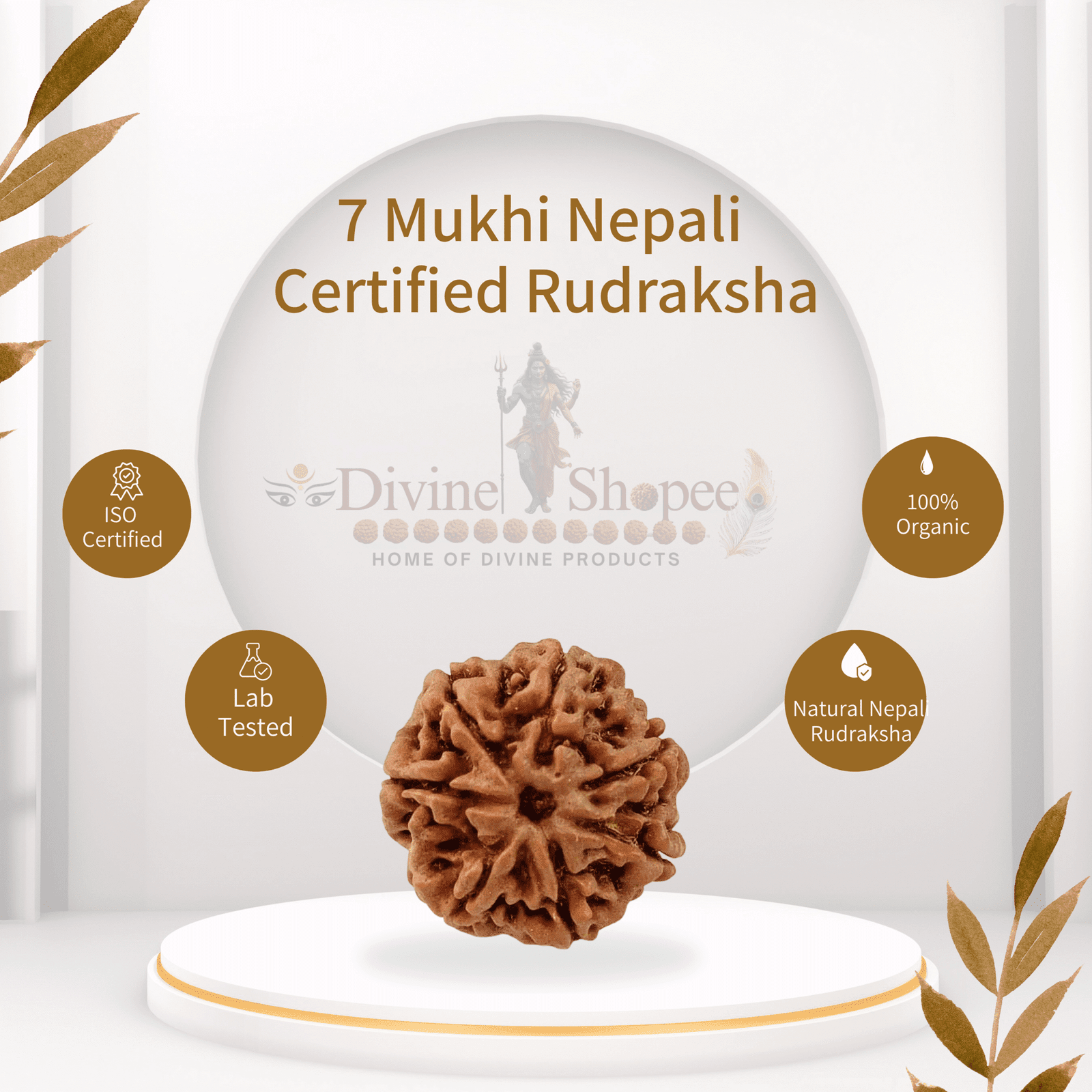 7 Mukhi Rudraksha