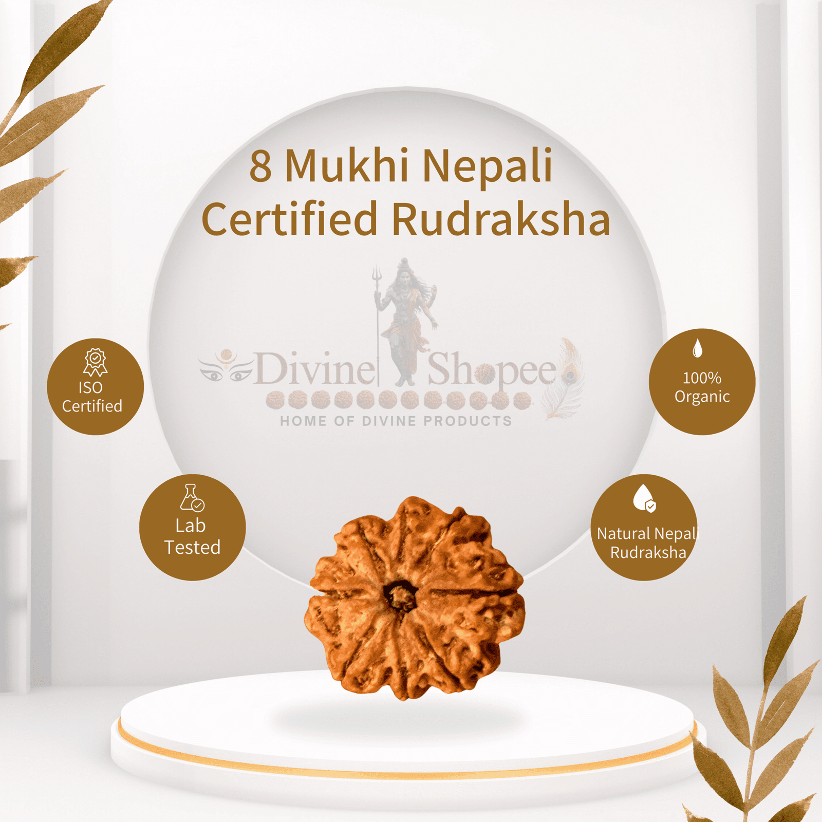 8 mukhi Rudraksha