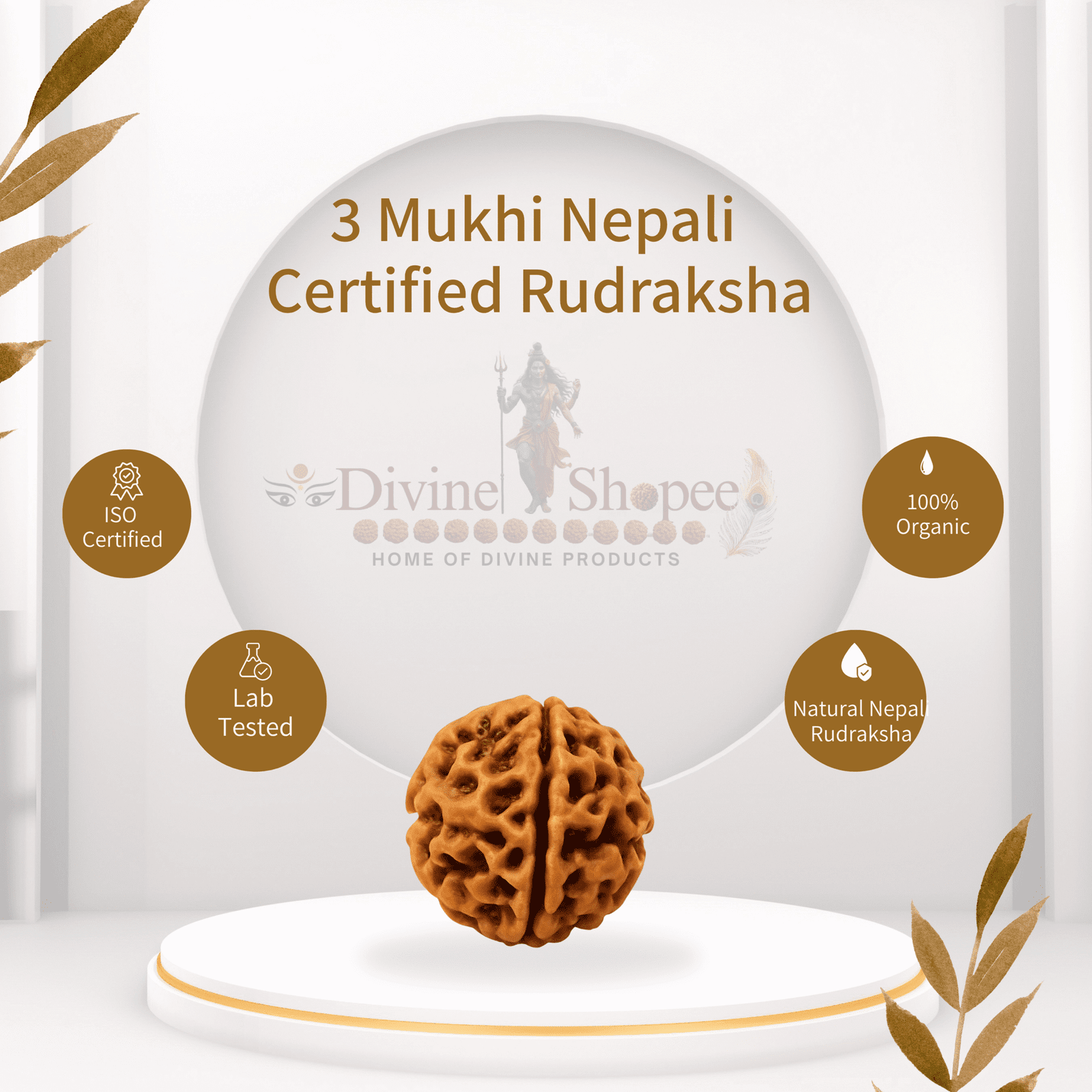 3 mukhi rudraksha