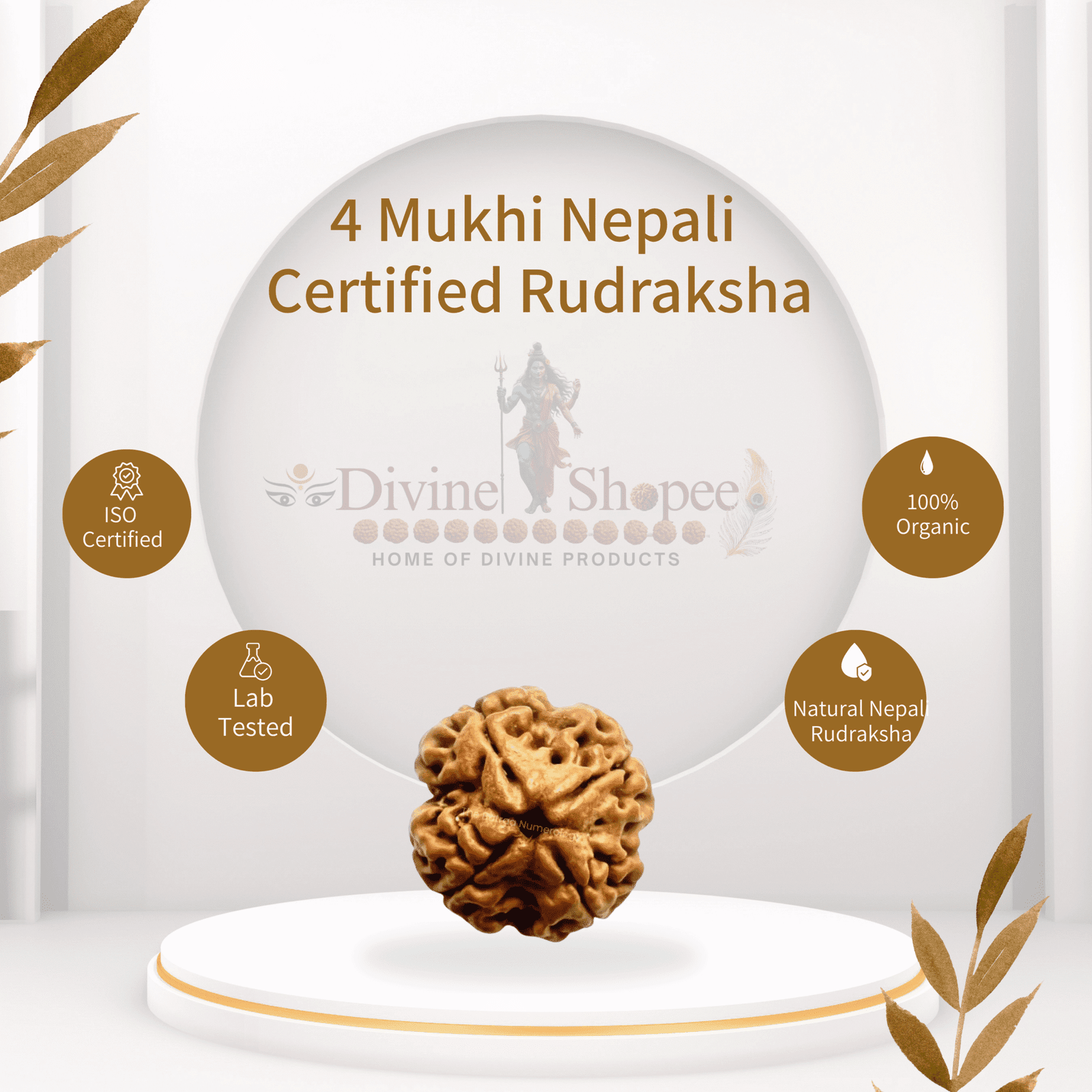 4 Mukhi Rudraksha