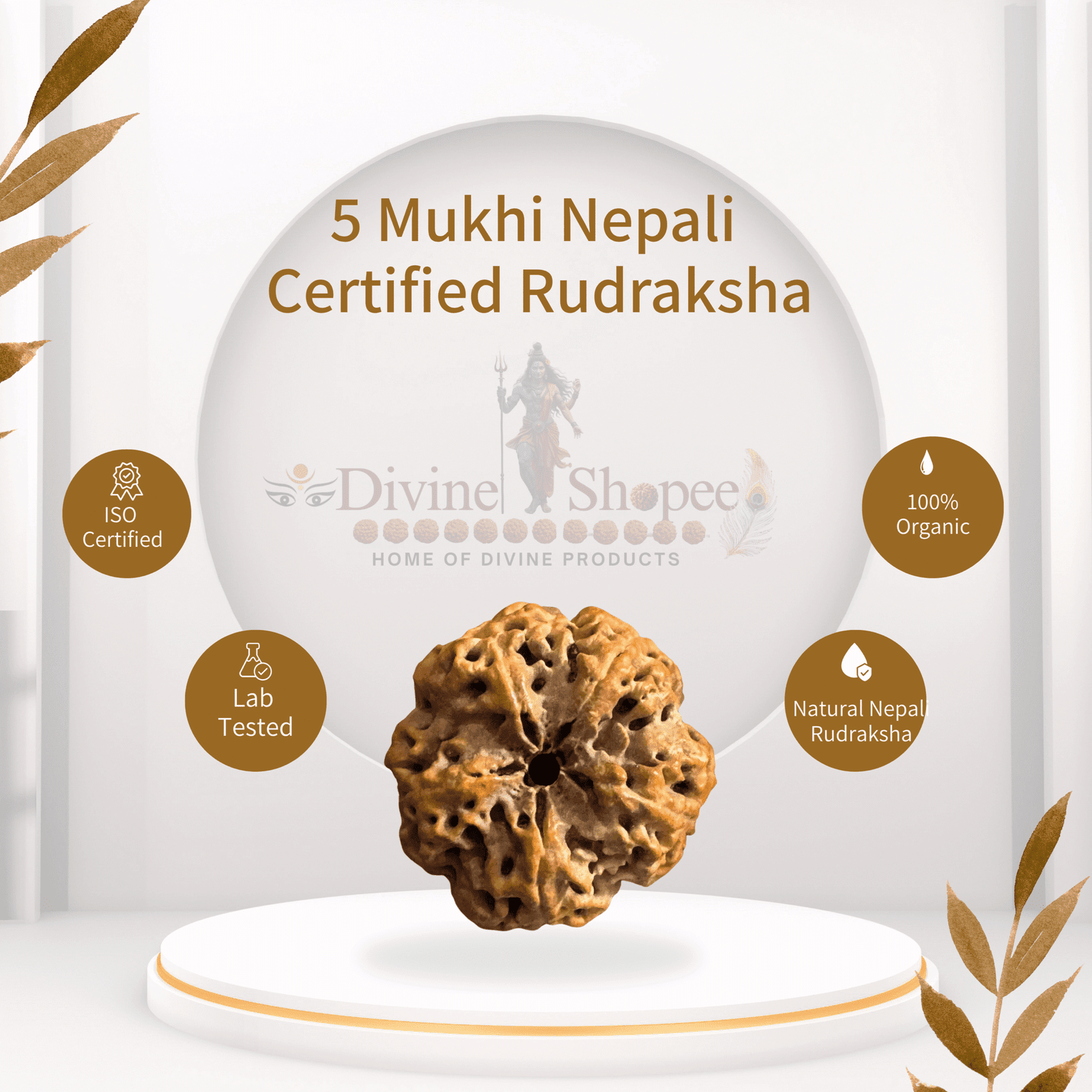 5 Mukhi Rudraksha