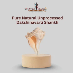 Pure Natural Unprocessed Dakshinavarti Shankh